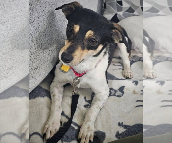 Medium Photo #1 Rat Terrier Puppy For Sale in Atlanta, GA, USA