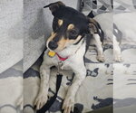 Small Rat Terrier