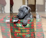Small #8 Great Dane