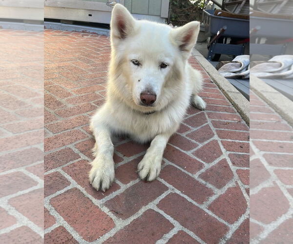 Medium Photo #1 Alaskan Malamute Puppy For Sale in Woodland Hills, CA, USA