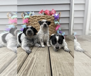 Australian Cattle Dog Puppy for sale in CHESTERFIELD, MI, USA