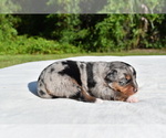 Small #1 Miniature Australian Shepherd