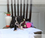 Small Photo #9 Faux Frenchbo Bulldog Puppy For Sale in SEARS, MI, USA