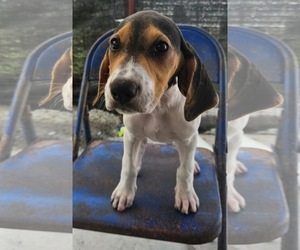 Marlin - Male Coonhound-Unknown Mix Dog for Adoption - Photo #3