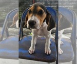 Small Photo #3 Coonhound-Unknown Mix Puppy For Sale in Tracy City, TN, USA