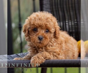 Cavapoo Puppy for sale in HONEY BROOK, PA, USA