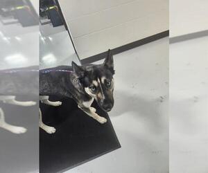 German Shepherd Dog-Unknown Mix Dogs for adoption in Temple, TX, USA