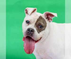 American Pit Bull Terrier-Unknown Mix Dogs for adoption in Oakhurst, NJ, USA