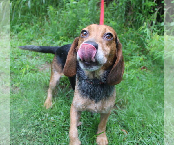 Medium Photo #12 Beagle Puppy For Sale in Dunnellon, FL, USA