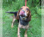 Small #11 Beagle