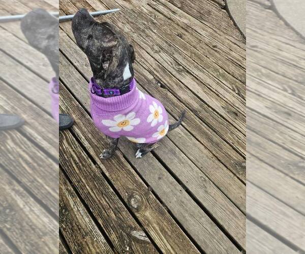 Medium Photo #7 Mutt Puppy For Sale in Sheboygan, WI, USA