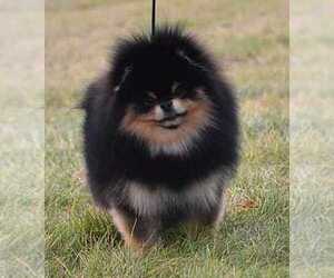 Father of the Pomeranian puppies born on 08/08/2022