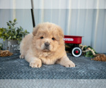 Small Photo #13 Chow Chow Puppy For Sale in WOLCOTTVILLE, IN, USA