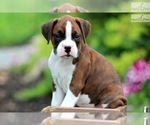Puppy Puppy 4 Boxer