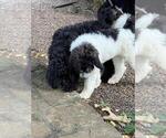 Small #2 Poodle (Standard)