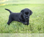 Small Photo #6 Labrador Retriever Puppy For Sale in FRYTOWN, IA, USA