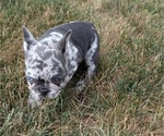 Small #3 French Bulldog