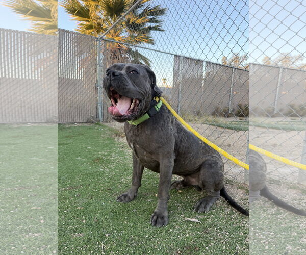 Medium Photo #6 Mutt Puppy For Sale in Goodyear, AZ, USA
