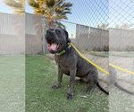 Small #5 Mutt