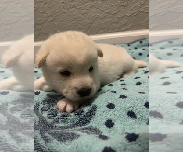 Medium Photo #4 Shiba Inu Puppy For Sale in MERRITT IS, FL, USA
