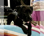 Small #3 Labrador Retriever Mix
