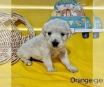 Small Photo #9 English Cream Golden Retriever Puppy For Sale in DEARBORN, MO, USA