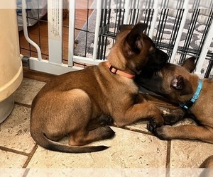 Belgian Malinois Puppy for Sale in S CHESTERFLD, Virginia USA