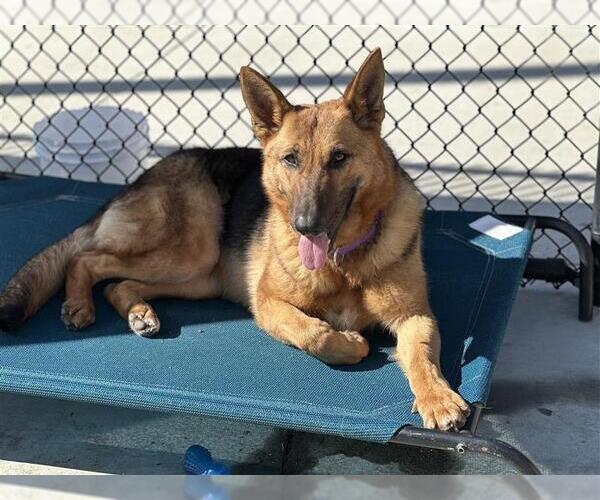 Medium Photo #4 German Shepherd Dog-Unknown Mix Puppy For Sale in Elk Grove, CA, USA