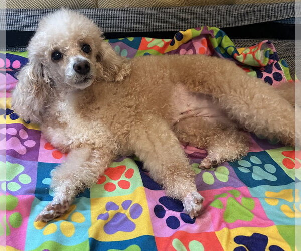 Medium Photo #6 Poodle (Miniature) Puppy For Sale in Pacolet, SC, USA