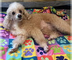 Small #5 Poodle (Miniature)