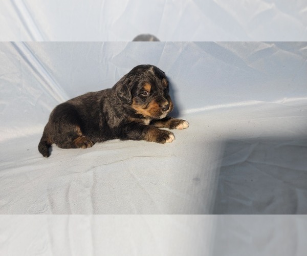 Medium Photo #28 Golden Mountain Dog Puppy For Sale in BLACK FOREST, CO, USA