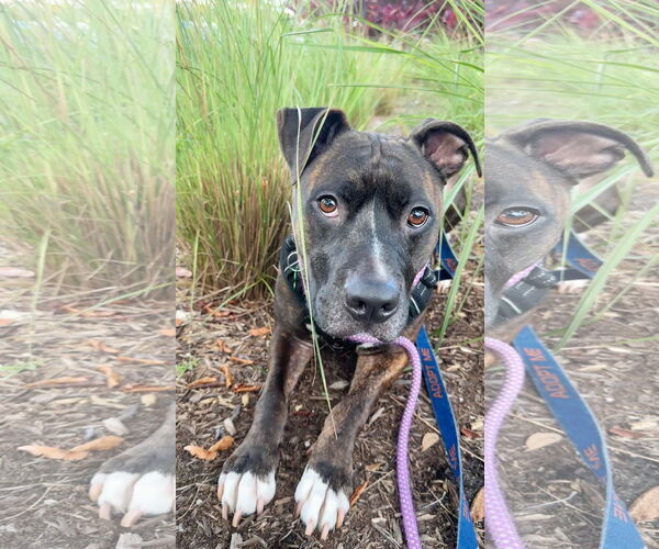 Medium Photo #7 Mutt Puppy For Sale in Pompano Beach , FL, USA