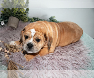 Medium Beabull