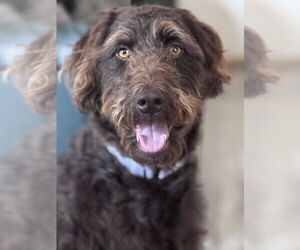 German Wirehaired Pointer-Unknown Mix Dogs for adoption in Omaha, NE, USA