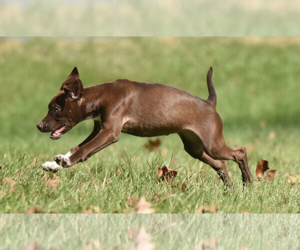 Medium Photo #8 Chocolate Labrador retriever-Pointer Mix Puppy For Sale in Mechanicsburg, PA, USA