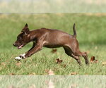 Small Photo #8 Chocolate Labrador retriever-Pointer Mix Puppy For Sale in Mechanicsburg, PA, USA