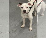 Small #1 Mountain Cur Mix