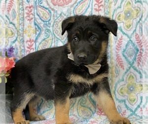 German Shepherd Dog Puppy for sale in LANCASTER, PA, USA