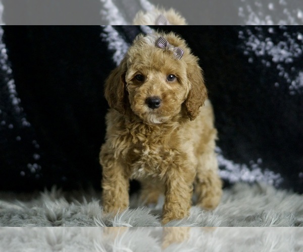 Medium Photo #5 Goldendoodle (Miniature) Puppy For Sale in WARSAW, IN, USA