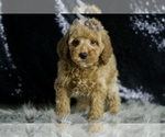Small #4 Goldendoodle (Miniature)