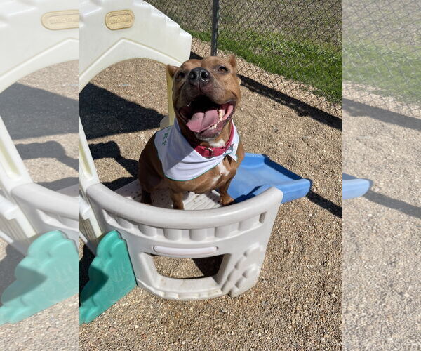 Medium Photo #10 Mutt Puppy For Sale in Virginia Beach, VA, USA