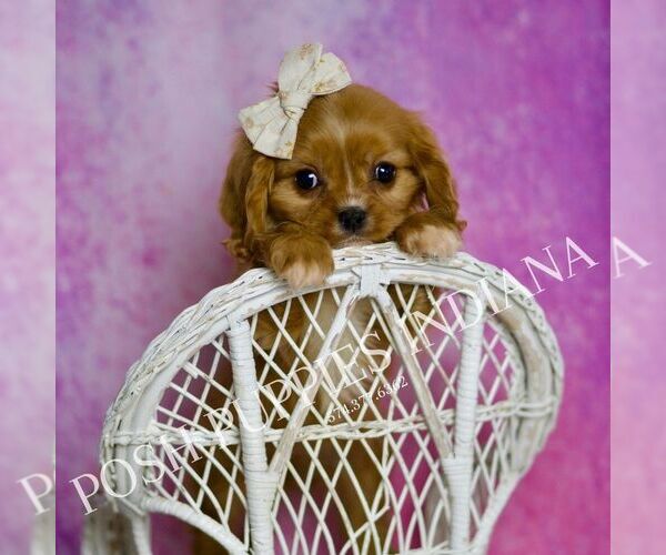 Medium Photo #1 Cavalier King Charles Spaniel Puppy For Sale in WARSAW, IN, USA