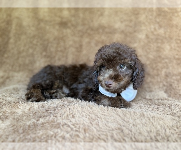 Medium Photo #5 Cavapoo (Miniature) Puppy For Sale in LAKELAND, FL, USA