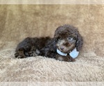 Small #4 Cavapoo (Miniature)