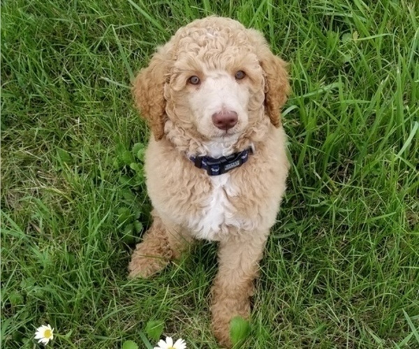 Medium Photo #2 Poodle (Standard) Puppy For Sale in CANNON FALLS, MN, USA