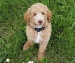 Small Photo #2 Poodle (Standard) Puppy For Sale in CANNON FALLS, MN, USA