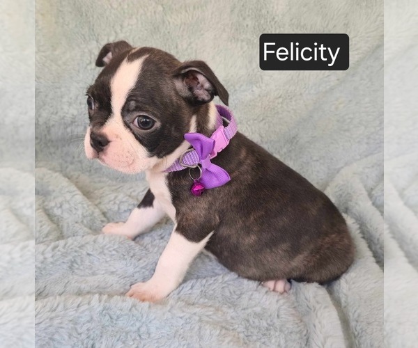 Medium Photo #5 Boston Terrier Puppy For Sale in MINERAL WELLS, WV, USA