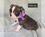 Small #4 Boston Terrier