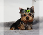 Small #1 Yorkshire Terrier