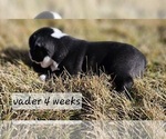 Small Photo #10 Boston Terrier Puppy For Sale in GENOA, NE, USA